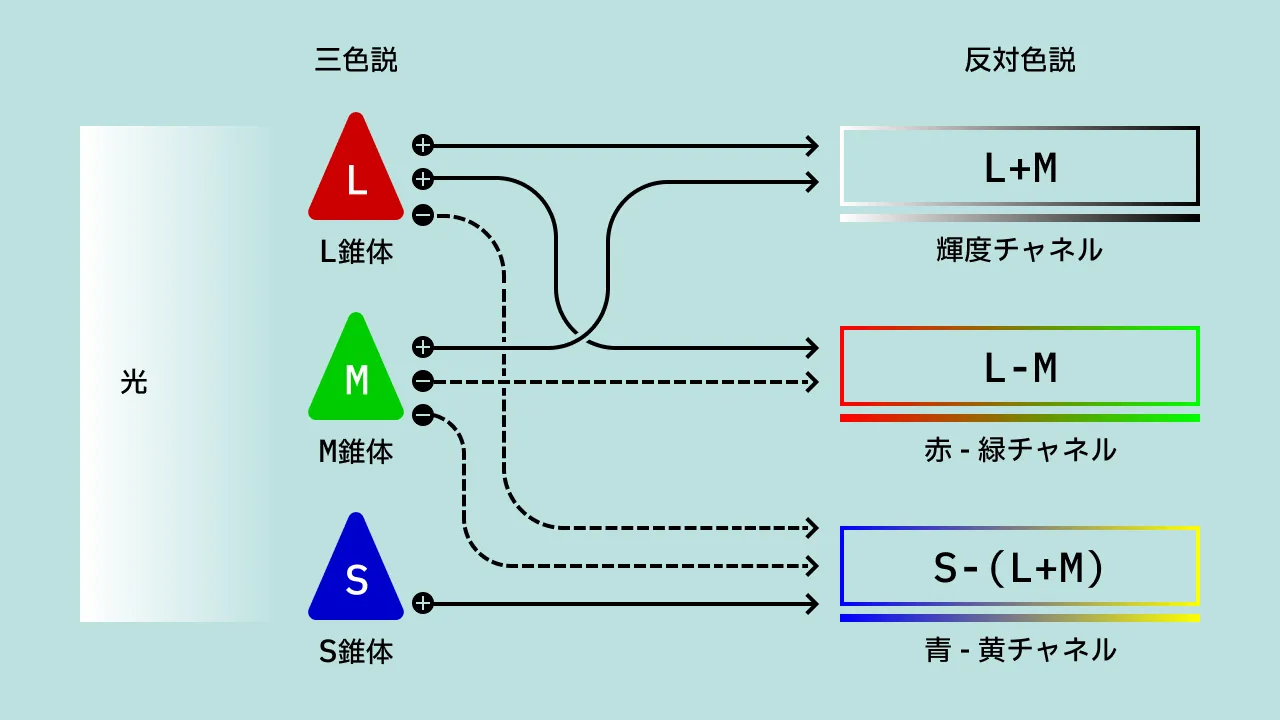 三色説に裏づけされる、L 錐体、M 錐体、S 錐体がそれぞれ赤・緑・青の光の刺激を受け、L + M で「輝度チャネル」、L - M で「赤 - 緑チャネル」、S - (L + M) で「青 - 黄チャネル」が反応する。この各チャネルが反対色説に裏づけされる